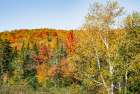 USA, New Hampshire. Mount Washington, Bretton Woods Resort, fall foliage at foot of Mt. Washington. Art Print